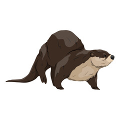 Fototapeta premium Eurasian otter Lutra lutra runs forward. The Eurasian river otter. Wild semiquatic mammal of Eurasia. realistic vector animal