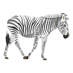 African zebra. Animals of Africa. Vector realistic animal