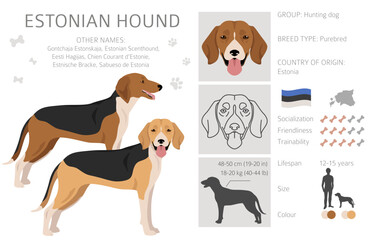Estonian Hound clipart. Different coat colors set