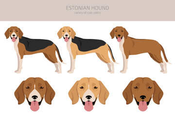 Estonian Hound clipart. Different coat colors set