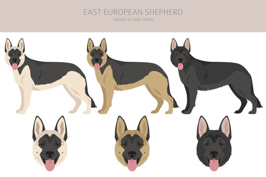 East european shepherd clipart. Different coat colors set