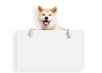 Akita inu dog with blank billboard. Dog above banner or sign. Akita inu portrait over white...
