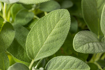 Raw Green Organic Sage Herbs