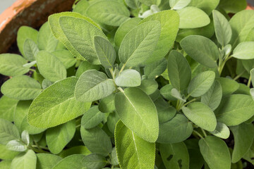 Raw Green Organic Sage Herbs