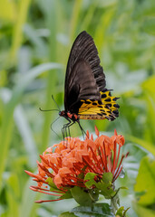 butterfly on flower