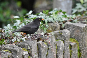 common blackbird (Turdus merula) true thrush, Kilkenny, Ireland