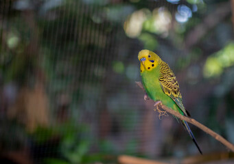 Cute green and Yellow budgie, budgie sits on a wooden stick.blur background