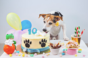 Dog Birthday party Bone day. Birthday cake and cute dog with cupcake and treats to celebrate 10th...