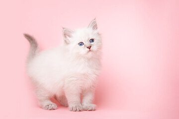 Fototapeta na wymiar a small kitten of the Neva breed on a pink background