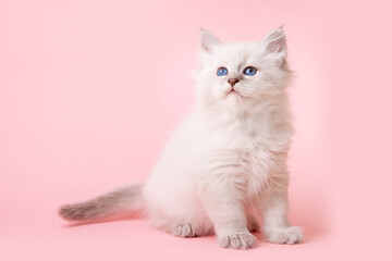 a small kitten of the Neva breed on a pink background