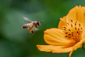 bee on a flower