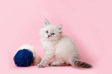 a small kitten of the Neva breed with a ball of thread on a pink background