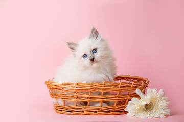 a small kitten of the Neva masquerade breed in a basket with a flower on a pink background