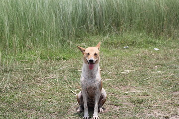 Naklejka na ściany i meble A dog posing in the meadow, Portrait of a dog sitting on the grass