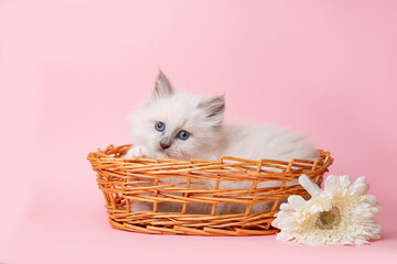 Fototapeta na wymiar a small kitten of the Neva masquerade breed in a basket with a flower on a pink background