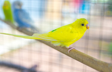 Yellow budgie