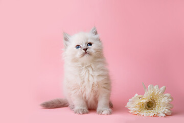 a group of small kittens of the Neva breed with flowers on a pink background
