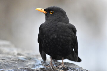common blackbird (Turdus merula) true thrush, Kilkenny, Ireland
