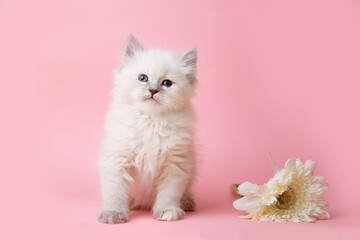 Fototapeta na wymiar a group of small kittens of the Neva breed with flowers on a pink background