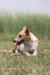 Obraz na płótnie Canvas A dog posing in the meadow, Portrait of a dog sitting on the grass