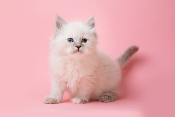 a small kitten of the Neva breed on a pink background