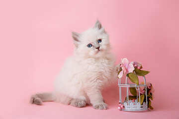 a small kitten of the Neva masquerade breed in a basket with a flower on a pink background