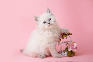 a small kitten of the Neva masquerade breed in a basket with a flower on a pink background