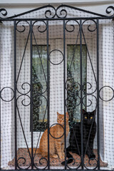 black cat and brown cat looking outside from a window. vertical composition.
