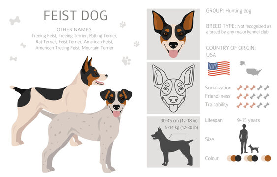 Show me a feist dog on sale