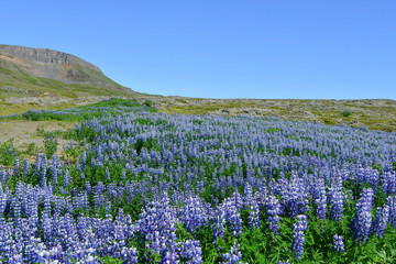 Expanse of colorful flowers in the mountains of Iceland