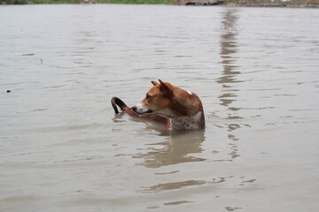 Dog resting on the water of the river, dog taking bath and swimming