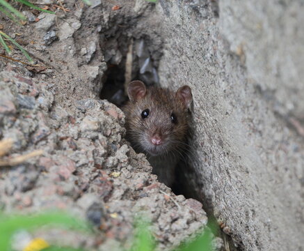 A rat peeks out of a crack in a concrete slab