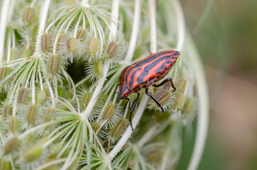 The strip bugs reach a body length of 8 to 12 millimeters. They are unmistakable thanks to their...