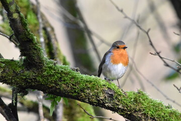robin on a branch, Kilkenny, Ireland