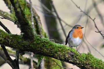 robin on a branch, Kilkenny, Ireland
