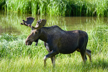 Bull Moose in the Colorado Rocky Mountains. Early morning light in the grass near a lake.