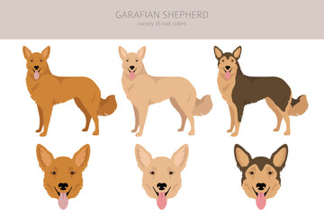 Obraz premium Garafian Shepherd clipart. Different coat colors set