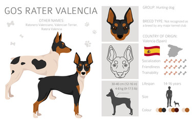 Gos Rater Valencia clipart. Different coat colors set