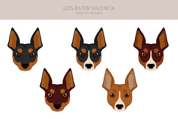 Fototapeta premium Gos Rater Valencia clipart. Different coat colors set