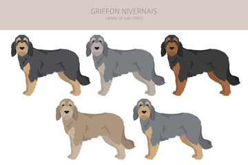 Griffon Nivernais clipart. Different coat colors set