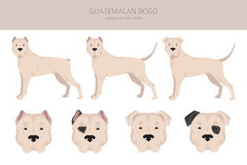 Guatemalan dogo clipart. Different coat colors set