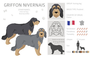 Griffon Nivernais clipart. Different coat colors set
