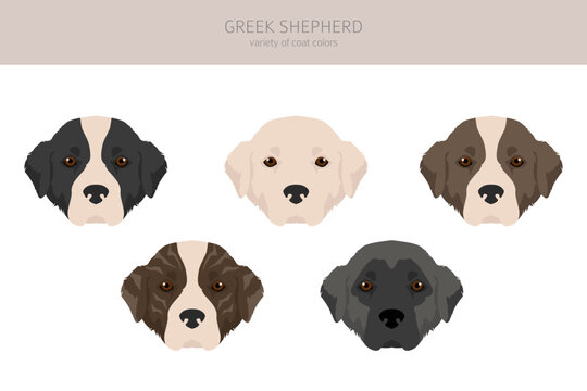 what color are greek shepherd dogs