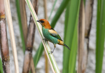 Colorful tropical bird