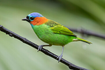 Colorful bird