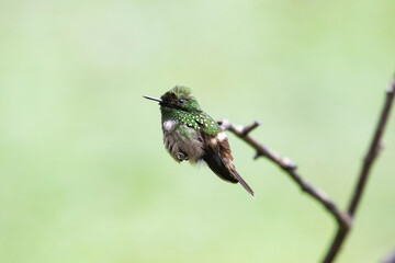 Hummingbird trunk
