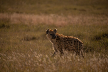 Hyena in Etosha National Park, Namibia