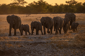 Fototapeta premium Elephants at sunset in Etosha National Park, Namibia