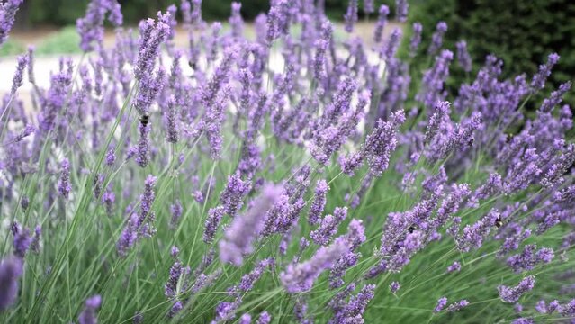 Flying bumble-bee gathering pollen from lavender blossoms. Close up Slow Motion. Beautiful Blooming Lavender Flowers swaying in wind. Provence, South France, Europe. Calm Cinematic Nature Background