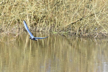 seagull in flight, River Nore, Canal Walk, Kilkenny, Ireland